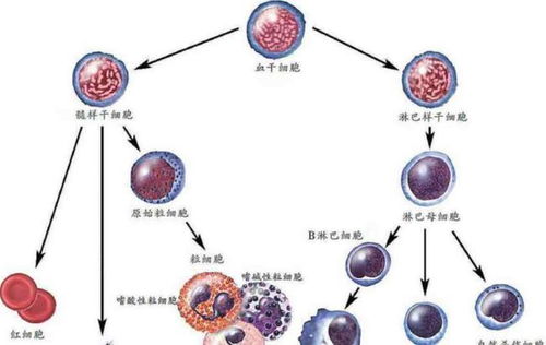 白血病無傳染性，家屬為何仍需佩戴口罩？深入解析人體干細(xì)胞技術(shù)的應(yīng)用