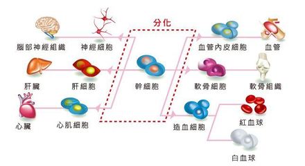 干細(xì)胞注射抗衰老的科學(xué)依據(jù)與應(yīng)用挑戰(zhàn) 如何實(shí)現(xiàn)精準(zhǔn)分化？